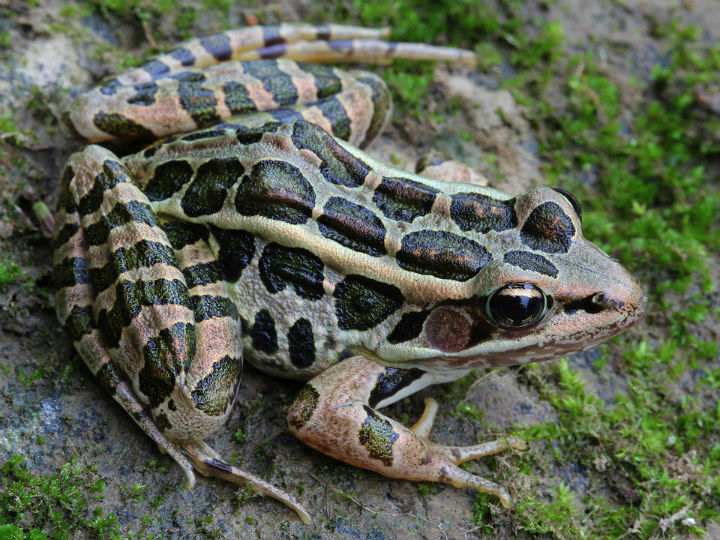 Pickerel Frog